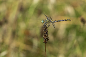 onychogomphus forcipatus le gomphe a pinces femelle onychogomphus forcipatus le gomphe a pinces femelle