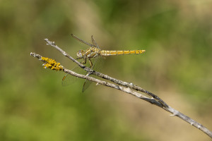 orthetrum brunneum orthetrum brun femelle orthetrum brunneum orthetrum brun femelle