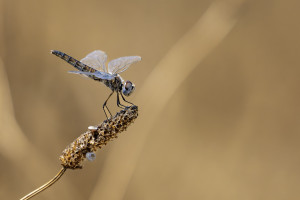 selysiothemis nigra femelle selysiothemis nigra femelle
