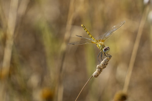 sympetrum fonscolombii le sympetrum a nervures rouges femelle sympetrum fonscolombii le sympetrum a nervures rouges femelle