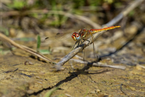 sympetrum fonscolombii le sympetrum a nervures rouges male sympetrum fonscolombii le sympetrum a nervures rouges male