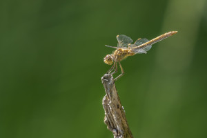 sympetrum meridionale le sympetrum meridional femelle sympetrum meridionale le sympetrum meridional femelle