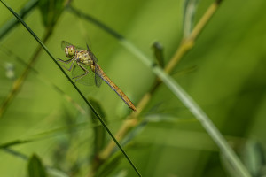 sympetrum meridionale le sympetrum meridional femelle sympetrum meridionale le sympetrum meridional femelle