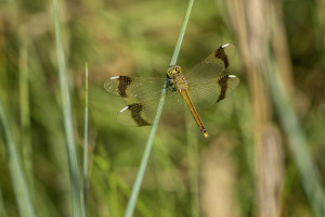 sympetrum pedemontanum sympetrum du piemont femelle sympetrum pedemontanum sympetrum du piemont femelle