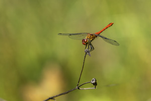 sympetrum sanguineum le sympetrum rouge sang male sympetrum sanguineum le sympetrum rouge sang male