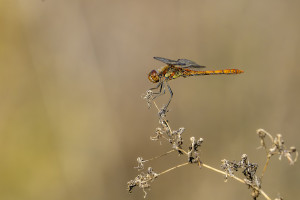 sympetrum striolatum le sympetrum strie male sympetrum striolatum le sympetrum strie male