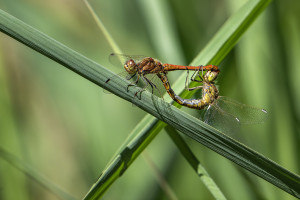 sympetrum vulgatum sympetrum commun couple sympetrum vulgatum sympetrum commun couple