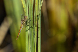 sympetrum vulgatum sympetrum commun femelle sympetrum vulgatum sympetrum commun femelle
