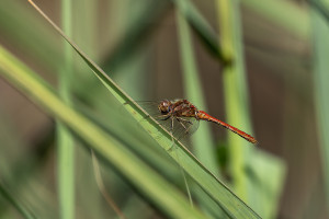 sympetrum vulgatum sympetrum commun male sympetrum vulgatum sympetrum commun male