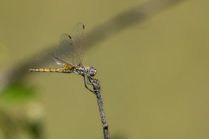 trithemis annulata le trithemis pourpre femelle trithemis annulata le trithemis pourpre femelle