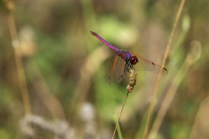 trithemis annulata le trithemis pourpre male trithemis annulata le trithemis pourpre male