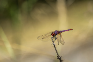 trithemis annulata le trithemis pourpre male trithemis annulata le trithemis pourpre male