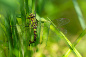 aeshna cyanea aeschne bleue femelle aeshna cyanea aeschne bleue femelle