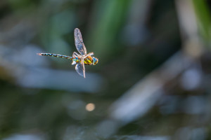 aeshna mixta aeschne mixte male aeshna mixta aeschne mixte male