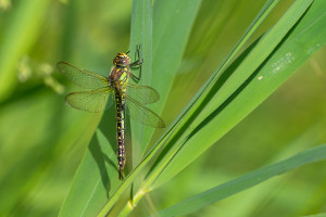 brachytron pratense aeschne printaniere femelle brachytron pratense aeschne printaniere femelle