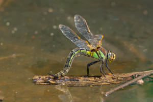 brachytron pratense aeschne printaniere femelle brachytron pratense aeschne printaniere femelle