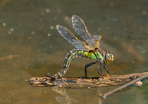 brachytron pratense aeschne printaniere femelle brachytron pratense aeschne printaniere femelle