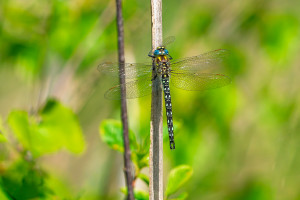 brachytron pratense aeschne printaniere male brachytron pratense aeschne printaniere male