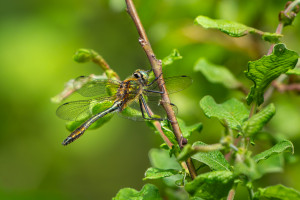 cordulia aenea cordulie bronzee male cordulia aenea cordulie bronzee male