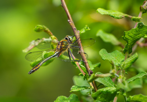 cordulia aenea cordulie bronzee male cordulia aenea cordulie bronzee male