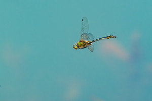 cordulia aenea cordulie bronzee male cordulia aenea cordulie bronzee male