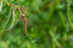 crocothemis erythraea la libellule ecarlate femelle crocothemis erythraea la libellule ecarlate femelle