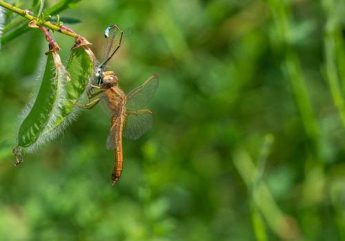 crocothemis erythraea la libellule ecarlate femelle crocothemis erythraea la libellule ecarlate femelle