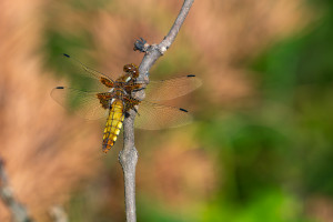libellula depressa libellule deprimee femelle libellula depressa libellule deprimee femelle