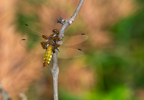 libellula depressa libellule deprimee femelle libellula depressa libellule deprimee femelle