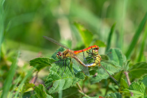 sympetrum depressiusculum sympetrum deprime coeur copulatoire sympetrum depressiusculum sympetrum deprime coeur copulatoire