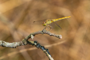sympetrum meridionale sympetrum meridional femelle 10 sympetrum meridionale sympetrum meridional femelle 10