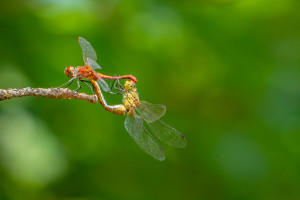sympetrum sanguineum sympetrum rouge sang coeur copulatoire sympetrum sanguineum sympetrum rouge sang coeur copulatoire