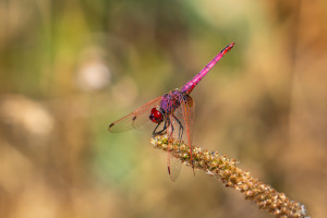 trithemis annulata trithemis pourpre male trithemis annulata trithemis pourpre male