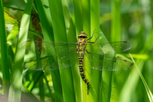 aeshna cyanea aeschne bleue femelle aeshna cyanea aeschne bleue femelle