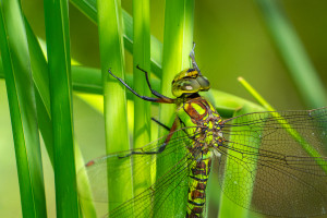 aeshna cyanea aeschne bleue femelle aeshna cyanea aeschne bleue femelle