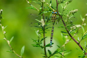 aeshna cyanea aeschne bleue male aeshna cyanea aeschne bleue male