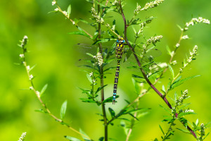 aeshna cyanea aeschne bleue male aeshna cyanea aeschne bleue male