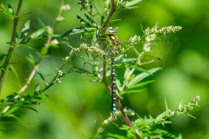 aeshna cyanea aeschne bleue male aeshna cyanea aeschne bleue male