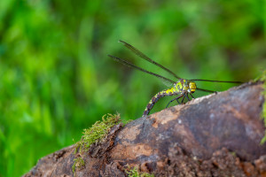 aeshna cyanea l aeschne bleue aeshna cyanea l aeschne bleue