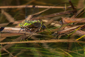 aeshna cyanea l aeschne bleue femelle aeshna cyanea l aeschne bleue femelle