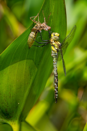 aeshna cyanea l aeschne bleue male aeshna cyanea l aeschne bleue male
