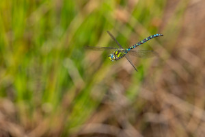 aeshna cyanea l aeschne bleue male aeshna cyanea l aeschne bleue male