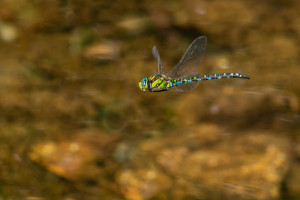 aeshna cyanea l aeschne bleue male aeshna cyanea l aeschne bleue male