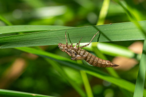 aeshna cyanea exuvie aeshna cyanea exuvie