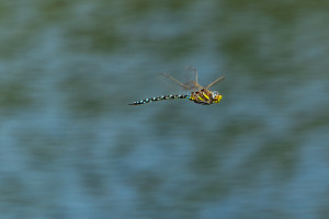 aeshna juncea aeschne des joncs aeshna juncea aeschne des joncs