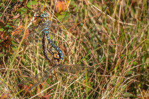 aeshna juncea l aeschne des joncs aeshna juncea l aeschne des joncs