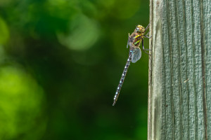 aeshna juncea l aeschne des joncs aeshna juncea l aeschne des joncs