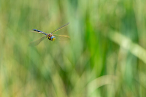 aeshna juncea l aeschne des joncs aeshna juncea l aeschne des joncs