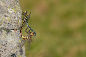 aeshna juncea l aeschne des joncs aeshna juncea l aeschne des joncs