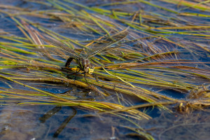 aeshna juncea l aeschne des joncs aeshna juncea l aeschne des joncs